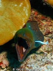 Screaming out loud! Giant moray eel getting his gills cle... by Vladimir Levantovsky 